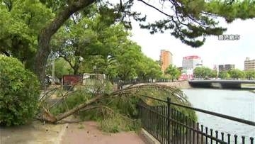 甲突川沿いで倒木「ドスンと落ちた」台風13号　奄美では外壁崩れ、土俵やぐら倒壊も　鹿児島