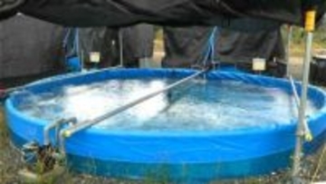 空き地と地下水活用でサーモン陸上養殖　印刷会社が異業種参入　鹿児島