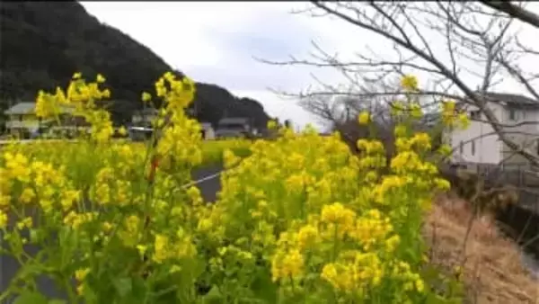 「菜の花ロード」見ごろ　川沿い約800ｍを彩る　姶良市加治木町【かごしま南北600キロ】