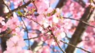 “春の訪れを告げる”きょう2月19日は二十四節気「雨水」　南さつま市の一本桜「イズノオドリコ」満開