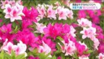 鹿児島市内でツツジが見ごろ 一方で、花見楽しむ姿も