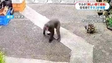 野生のサルに飼いネコ襲われ被害「子ネコ4匹が一瞬で…」阿久根市で目撃情報5件　鹿児島