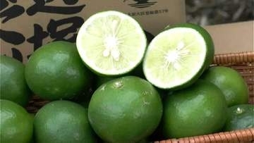 果汁と香り楽しめる「辺塚だいだい」　はさみ入れ式　鹿児島