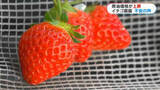 「緊迫化する中東情勢で“イチゴ農園に打撃”苦渋の決断も　シーズン中の燃料費500万円→600万円の可能性　鹿児島」の画像1