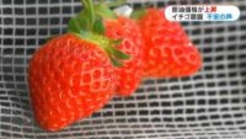 緊迫化する中東情勢で“イチゴ農園に打撃”苦渋の決断も　シーズン中の燃料費500万円→600万円の可能性　鹿児島