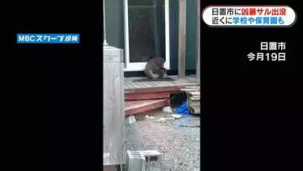 「家に逃げてもドアをたたいてくる」住宅街にサル出没　縁側で毛づくろい…住民は警戒　鹿児島・日置市