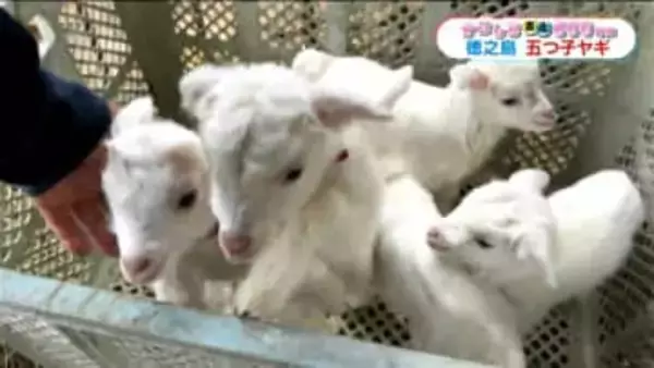 徳之島・伊仙町で珍しい“ヤギの五つ子”誕生　81歳の飼い主も子育てに参加【かごしま南北600キロ】