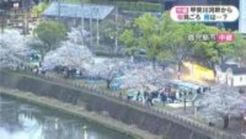 桜中継　甲突川河畔・鹿児島市　花見でにぎわう？