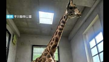 マサイキリンのメスが平川動物公園に仲間入り　繁殖のため宮崎から借り受け