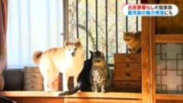 古民家暮らしの犬猫4きょうだい　“ほっこりする日常”を切り取ったフォトブックは鹿児島のPRにも