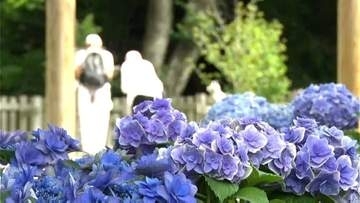 仙巌園を鮮やかに彩る「あじさい彩まつり」きょう15日からはじまる　鹿児島