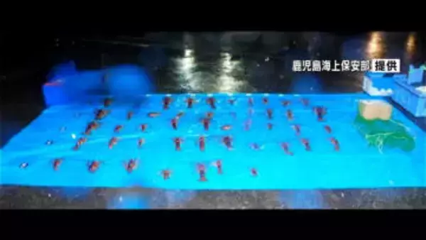 素潜りでイセエビ47匹を密漁の疑い　男を逮捕・送検　鹿児島