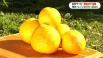 神村学園が運んだ“サワーポメロ旋風” 　国立の舞台に立った特産品　初優勝で全国区へ！