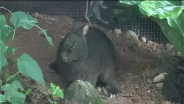 「間近に見られてすごい」アマミノクロウサギ展示施設「Quru Guru」開館1周年　来館者想定超えの4万人突破