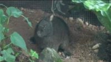 「間近に見られてすごい」アマミノクロウサギ展示施設「Quru Guru」開館1周年　来館者想定超えの4万人突破