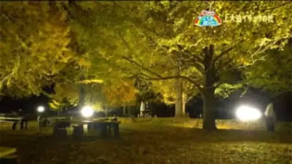 「イチョウのライトアップ」薩摩川内・鹿児島【亀ちゃんのかごしま撮った！】