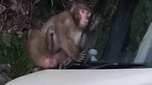 サル出没　鹿児島市の市街地や住宅街で目撃【目撃された場所と時間・猿情報】