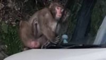 サル出没　鹿児島市の市街地や住宅街で目撃【目撃された場所と時間・猿情報】