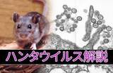 「【ハンタウイルスとは】クルーズ船で死者…「日本の過去の感染事例」と致死率高い「アンデス株」の違い「もし日本国内に入ってきたら？」」の画像1