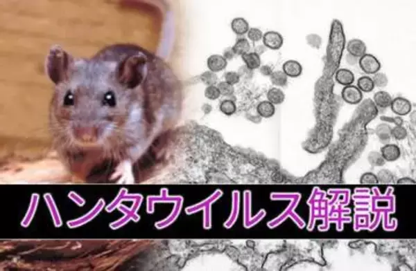 【ハンタウイルスとは】クルーズ船で死者…「日本の過去の感染事例」と致死率高い「アンデス株」の違い「もし日本国内に入ってきたら？」