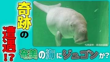 奇跡の遭遇！？奄美の海にジュゴンか　瀬戸内町請島沖で漁師3人が同時に目撃　奄美海洋生物研究会が緊急調査