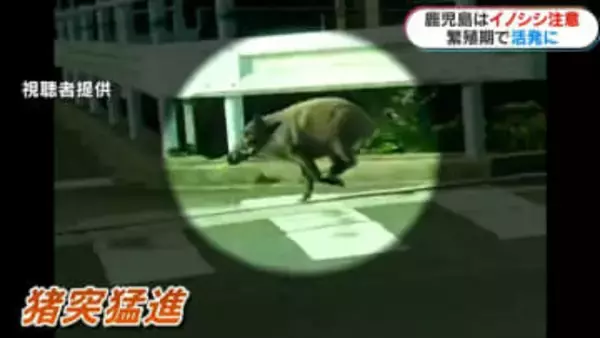 全国ではクマ被害　鹿児島はイノシシに注意　捕獲数は前の年の2倍　12月にかけ繁殖期で活動活発