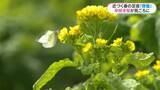 「二十四節気「啓蟄」鹿児島県内は穏やかに晴れ寒さ和らぐ　早咲きの暖流桜に菜の花も」の画像1