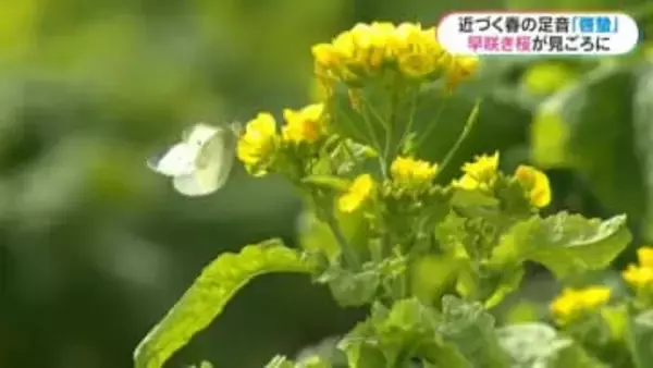 二十四節気「啓蟄」鹿児島県内は穏やかに晴れ寒さ和らぐ　早咲きの暖流桜に菜の花も