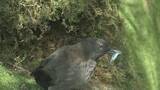 「「カワガラス」と野鳥に魅せられた出水市の男性（87）　全国の野鳥400種類を写真に収める　今月16日まで「愛鳥週間」　鹿児島」の画像1