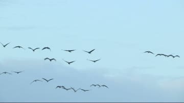 鹿児島で今季初　野鳥から高病原性鳥インフル検出　野鳥の監視強化