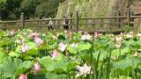 「鶴丸城跡でハスの花、涼しげに…12日連続の熱中症警戒アラート　鹿児島」の画像1