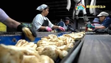 今年の味は？南薩の大地で育った黄金千貫で仕込む「本坊酒造知覧蒸溜所の新焼酎」【亀ちゃんのかごしま撮った！】
