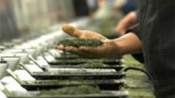 価格は去年の倍　日本一かごしま茶新春初取引会