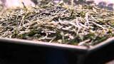 「一番茶の取引価格が去年の2倍以上に高騰　抹茶原料「てん茶」は1キロ1万3910円で2.3倍に　世界的な抹茶人気が背景に」の画像1