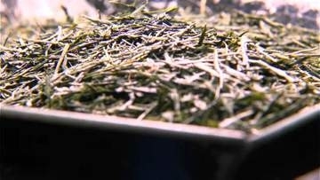 本茶の平均単価5228円で去年の約2倍　鹿児島県産の一番茶　高値で取り引き