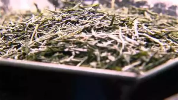 一番茶の取引価格が去年の2倍以上に高騰　抹茶原料「てん茶」は1キロ1万3910円で2.3倍に　世界的な抹茶人気が背景に