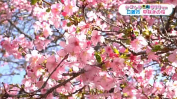 日置市で早咲きの桜「イズノオドリコ」見ごろ【かごしま南北600キロ】