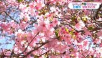 日置市で早咲きの桜「イズノオドリコ」見ごろ【かごしま南北600キロ】