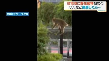 鹿児島市でサルの目撃相次ぐ　玉里団地では謎の声…　専門家に野生動物に遭遇した際の注意点を聞く　鹿児島