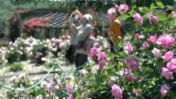 かのやばら園　2万5000株のバラの花見ごろ　5月5日は子どもの入園無料　鹿児島