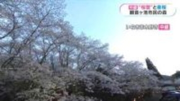 観音ヶ池市民の森（いちき串木野市）から中継・満開　鹿児島