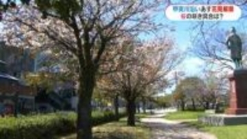 20度超のぽかぽか陽気に　甲突川沿いではあす27日から花見解禁