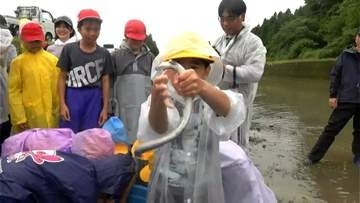 薩摩川内市で小学生がウナギを放流「元気に暮らしてほしい」　鹿児島