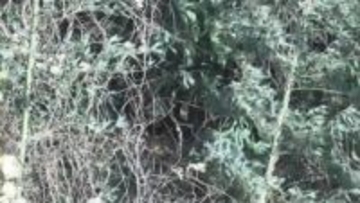 山中で身元不明の遺体見つかる　鹿児島・鹿屋