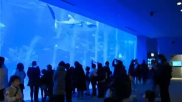 年末年始休暇で水族館もにぎわう「ジンベエザメかわいい」かごしま水族館は元日も開館