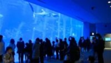 年末年始休暇で水族館もにぎわう「ジンベエザメかわいい」かごしま水族館は元日も開館