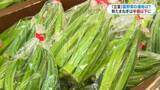 「きょう5月5日は立夏　「暑さ」と「物価高」の今年の夏を乗り切る「鹿児島の夏野菜」オクラやゴーヤが値下がり傾向」の画像1