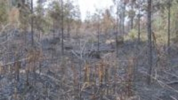 伊佐市の山林で火事　最大約1万平方メートル焼けたか　鹿児島