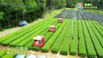 茶の収穫と絶景ティーテラス　霧島市【亀ちゃんのかごしま撮った！】