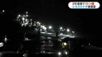シラスウナギ漁獲量半減も2年連続1トン超「相場は下がり気味」　鹿児島